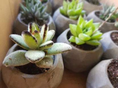 סוקולנט בעציץ בטון ניצנית לבידה